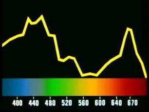 Action and absorption spectra in diatoms