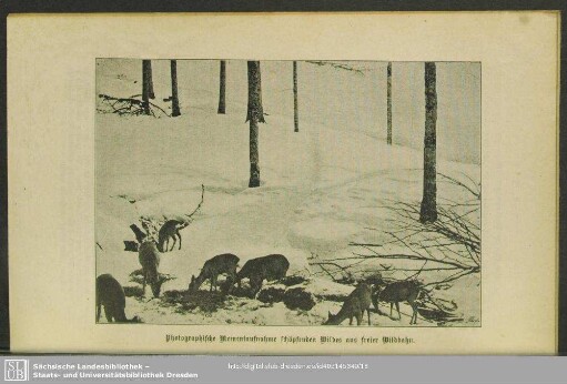 Photographische Momentaufnahme schöpfenden Wildes aus freier Wildbahn