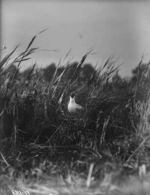 Lachmöwe : Lachmöwe (Chroicocephalus ridibundus Linnaeus) auf dem Nest.