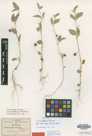 Solanum deflexum Greenm. [syntype]