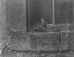 Gartenrotschwanz : Gartenrotschwanz (Phoenicurus phoenicurus L.) am Nest mit Jungvögeln.