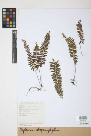Asplenium drepanophyllum Kunze