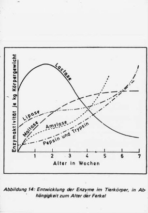 Entwicklung der Enzyme im Tierkörper, in Abhängigkeit zum Alter der Ferkel