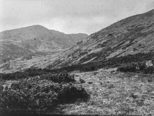 Im Gebirge : Ein Gebirgshang mit Vegetation