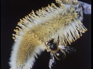 Apis mellifera (Apidae) - Pollensammeln bei Salix spec. (Salicaceae)