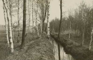 Oberlausitz. Neudorfer Moor bei Wittichenau. Entwässerungsgraben