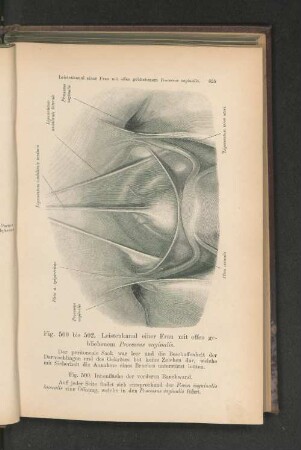 Fig. 500. Innenfläche der vorderen Bauchwand.
