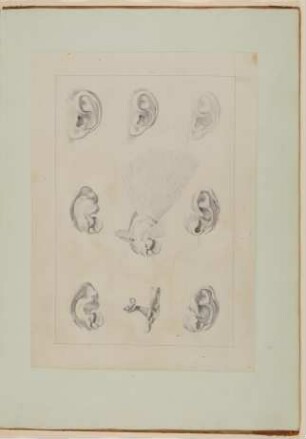 Das äußere menschliche Ohr, seine Muskeln sowie der Gehörgang [Vorzeichnung zu Samuel Thomas Soemmerring, Abbildungen des menschlichen Hörorganes, Frankfurt am Main 1806, Tafel I ("schattierte" Darstellung)]