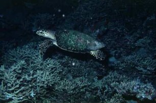 Schildkröte