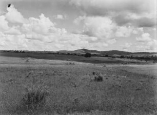 Savanne : Büsche und Gräser in der Savanne Tansanias