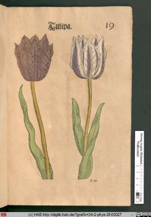 Tulipa [Tulpen].