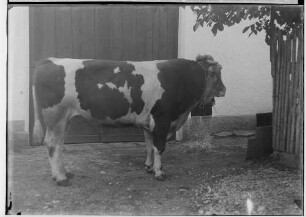 Landwirtschaftskammer Sigmaringen 1934 - Tieraufnahmen Stier