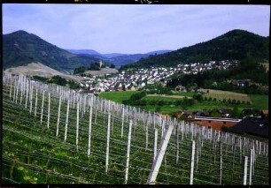 Kappelrodeck: Weinberg von Waldulm mit Blick auf Kappelrodeck