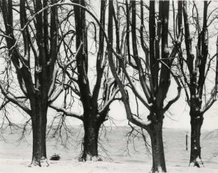 Bäume im Winter