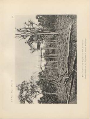 34. Wächterhaus der Bagobos in Süd Mindanao = Watch-house of the Bagobos in South Mindanao
