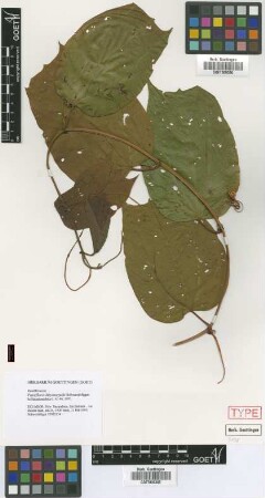 Passiflora chrysosepala Schwerdtf. [isotype]