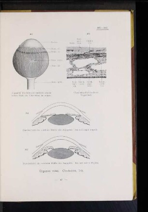 Organon visus. Chorioidea, Iris.