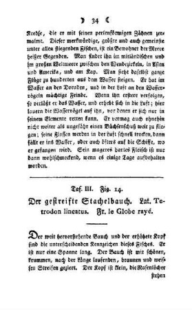 ¬Der¬ gestreifte Stachelbauch : Taf. III, Fig. 14
