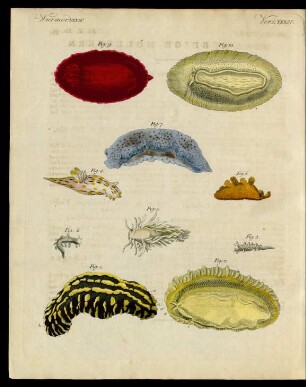 Merkwürdige Mollusken.