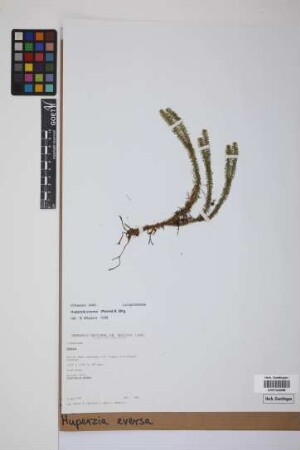 Phlegmariurus eversus (Poir.) B. &Oslash;llg.