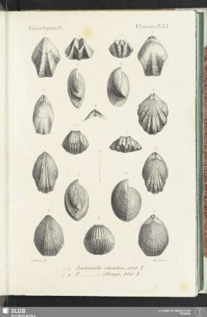 Pl. 515