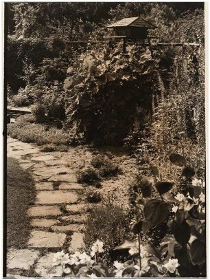 Garten Prof. Wilhelm Kempff, Potsdam: Stauden