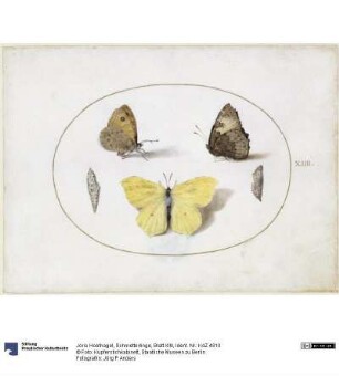 Schmetterlinge, Blatt XIIII