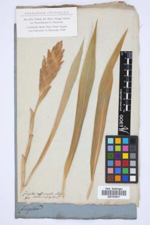 Zingiber officinale Roscoe
