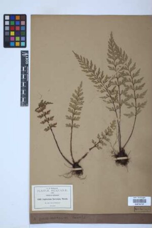 Asplenium praemorsum