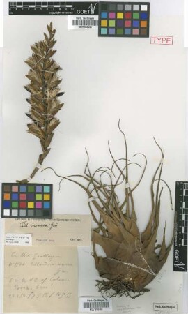 Tillandsia incurva Griseb. [type]