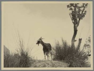 Ziege auf einer Anhöhe, Toskana