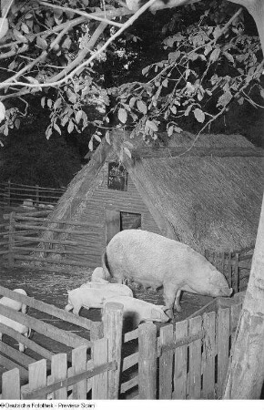 Schweineställe