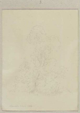 Junger Baum