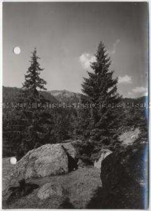 Schwarzwald, Wald