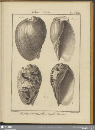 Pl. 386. Volute. Voluta