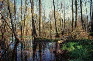 Ehemaliger Truppenübungplatz Königsbrück. Königsbrücker Heide, durch Bieberaktivität angetauter Otterbach bei Rohna