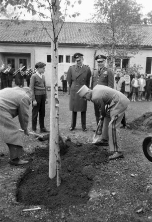 Pflanzung von jungen Birken am Engländerplatz zum "Tag des Baumes".