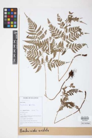 Arachniodes aristata (G.Forst.) Tindale