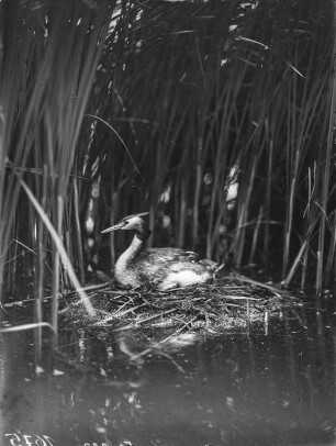 Haubentaucher : Haubentaucher (Podiceps cristatus Linnaeus) beim Brüten.