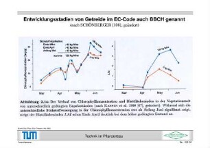 Entwicklungsstadien von Getreide im EC-Code auch BBCH genannt