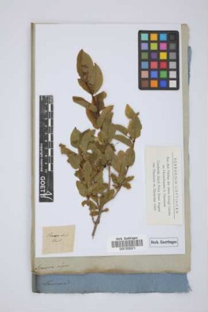 Lonicera nigra