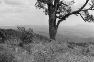 Kraterrand : Baum am Rande des Ngorongoro-Kraters