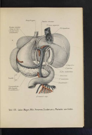 Tafel XIX. Leber, Magen, Milz, Pancreas, Duodenum u. Pfortader von hinten.