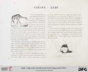 Girafe - Zébu