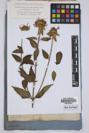 Monarda altissima W.