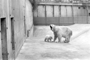 Nachwuchs bei den Eisbären im Karlsruher Zoo