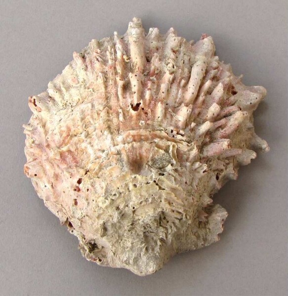 Spondylus-Schale