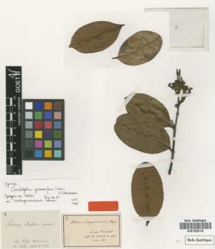 Faterna elastica Sieber ex A.DC.
