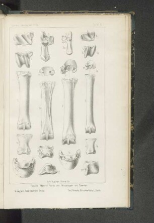 Tafel 9. Fossile Pferde - Reste von Westeregeln und Spandau