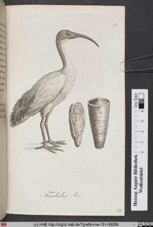 Tantalus Ibis.